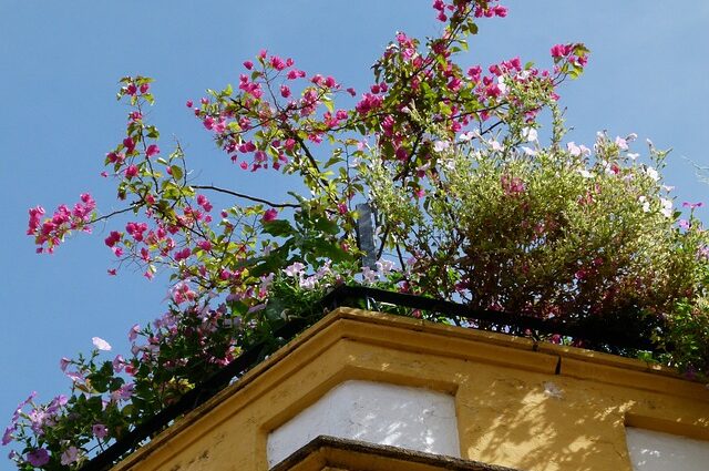 Rooftop Garden